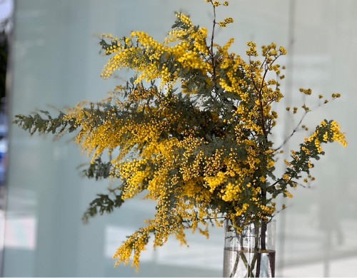 大阪トヨペット店舗での取り組みの様子